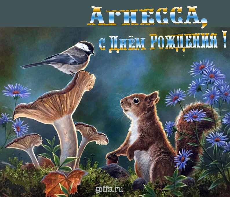 Прикольная и смешная открытка с белочкой среди грибов для поздравления Агнессы с ДР.