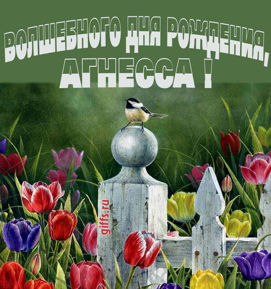 Нежная картинка с разноцветными тюльпанами и надписью "Волшебного дня рождения, Агнесса!".