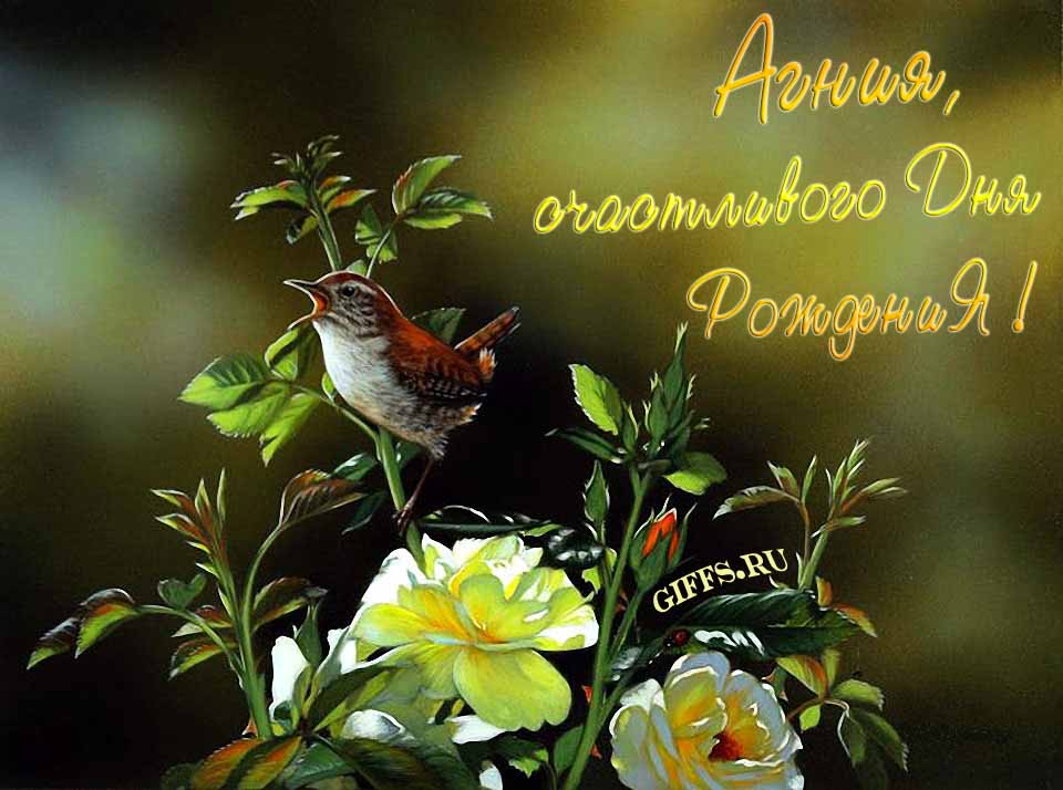 Прикольная картинка с кричащей птичкой : "Агния, счастливого дня рождения!".