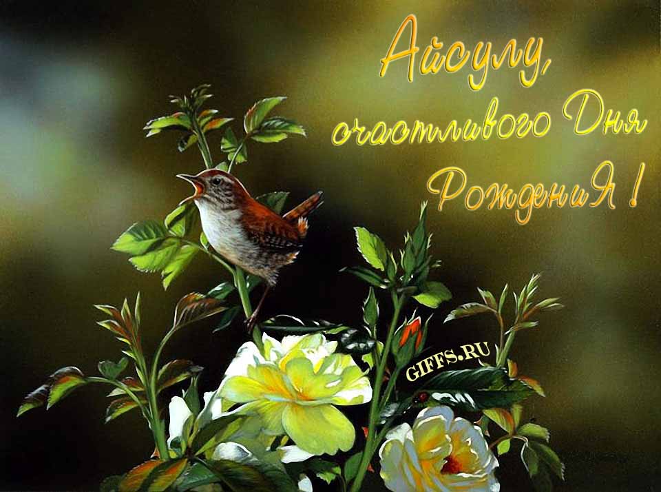 Прикольная картинка с кричащей птичкой : "Айсулу, счастливого дня рождения!". Прикольная картинка с кричащей птичкой : "Айсулу, счастливого дня рождения!".