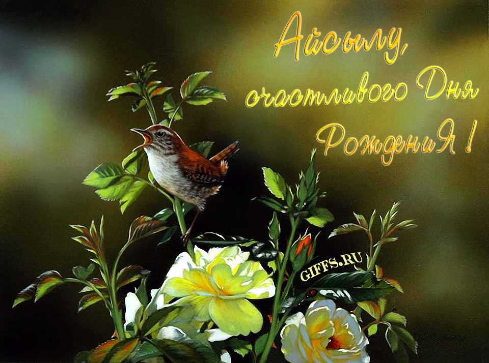 Прикольная картинка с кричащей птичкой : "Айсылу, счастливого дня рождения!". Прикольная картинка с кричащей птичкой : "Айсылу, счастливого дня рождения!".