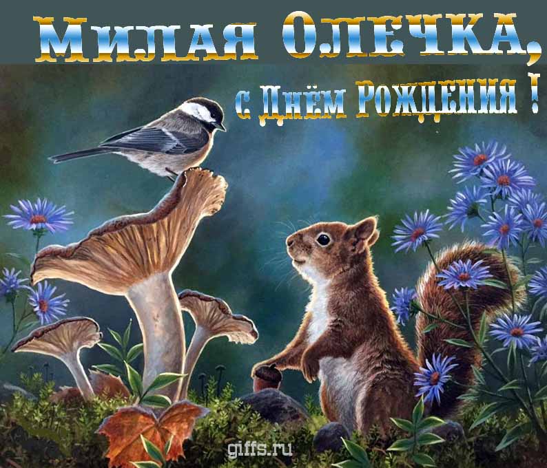 Прикольная и смешная открытка с белочкой среди грибов для поздравления Ольги с ДР. Прикольная и смешная открытка с белочкой среди грибов для поздравления Ольги с ДР.