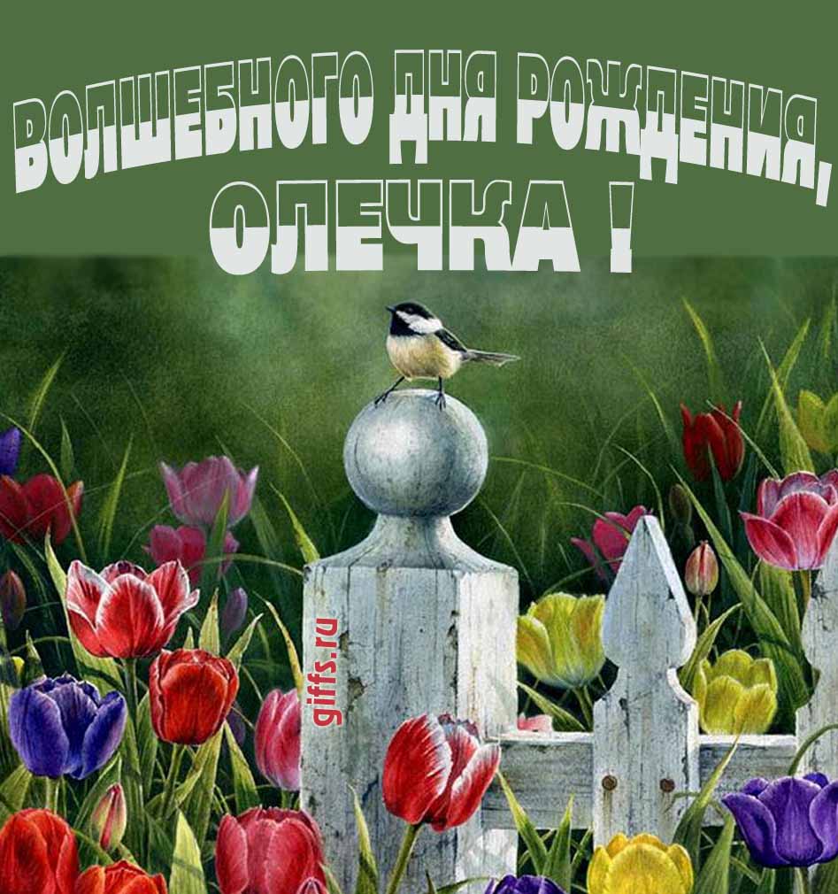 Нежная картинка с разноцветными тюльпанами и надписью "Волшебного дня рождения, Ольга!". Нежная картинка с разноцветными тюльпанами и надписью "Волшебного дня рождения, Ольга!".