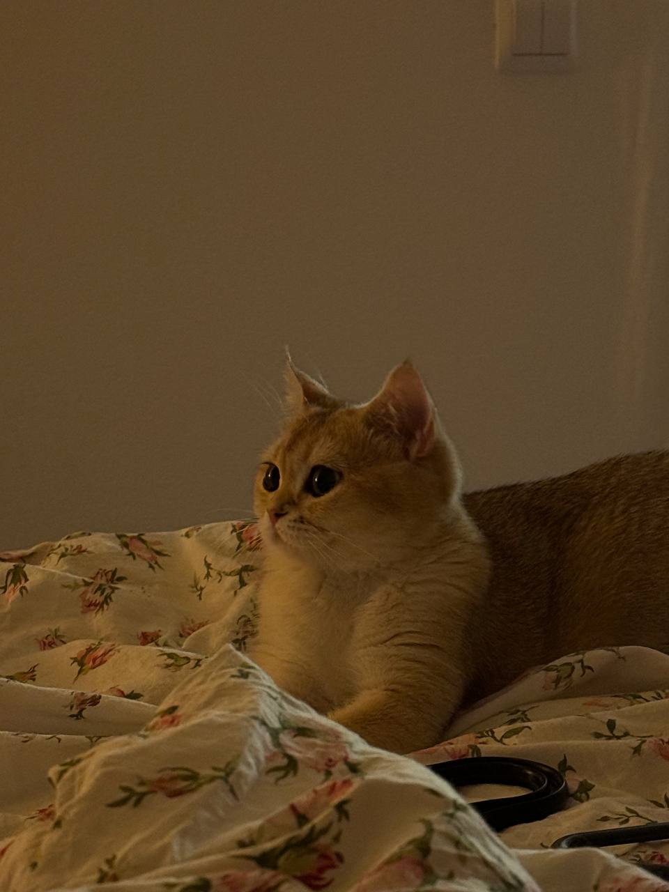 Кошка Бусинка.