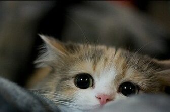 Почему ищут слив видео "Котёнок лайк маньяк"?