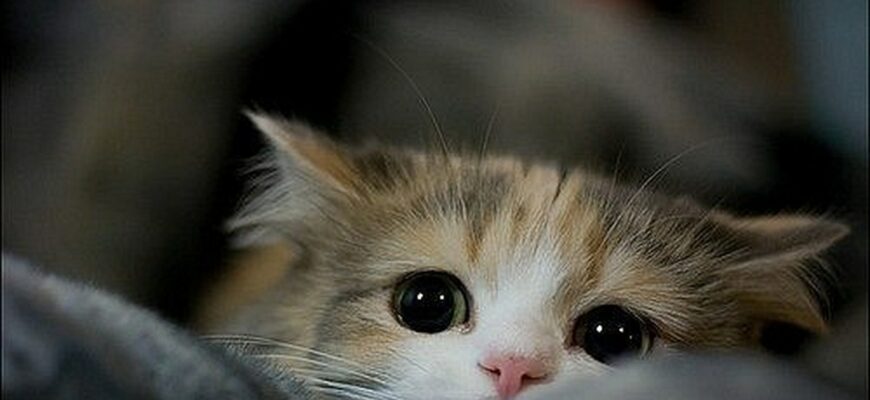 Почему ищут слив видео "Котёнок лайк маньяк"?